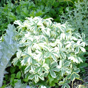 Astrantia major 'Sunningdale Variegated'