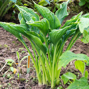 Hosta 'Praying Hands'