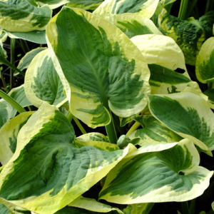 Hosta 'Snowcap'