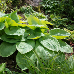 Hosta 'Sum and Substance'