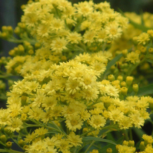 Solidago x luteus 'Lemore' (Solidaster)