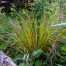Anemanthele lessoniana (Stipa arundinacea) - New Zealand Wind Grass, Pheasant's Tail Grass