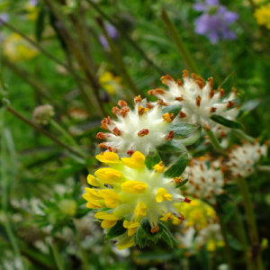 Anthyllis vulneraria (Kidney Vetch)