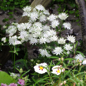 Astrantia major subsp. involucrata 'Shaggy' ('Margery Fish')