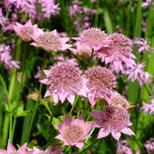 Astrantia maxima 'Rosea'