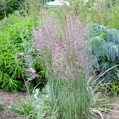 Calamagrostis x acutiflora 'Overdam' - Feather Reed Grass