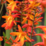 Crocosmia 'Venus'