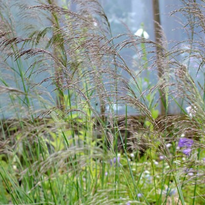 Deschampsia caespitosa 'Bronzeschleier' ('Bronze Veil') - Wavy Hair Grass