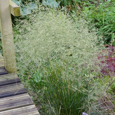 Deschampsia caespitosa 'Bronzeschleier' ('Bronze Veil') - Wavy Hair Grass
