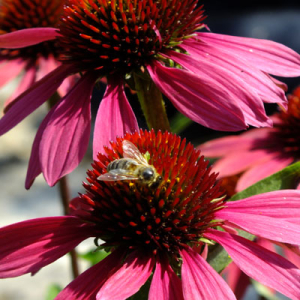 Echinacea 'Cheyenne Spirit' and honeybee