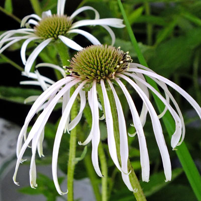 Echinacea pallida 'Hula Dancer'