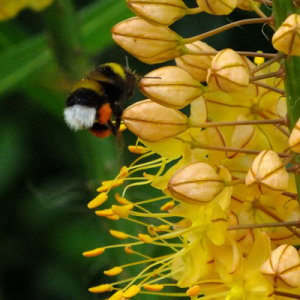 Eremurus with bumblebee