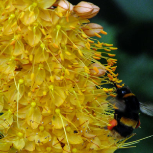 Eremurus with bumblebee