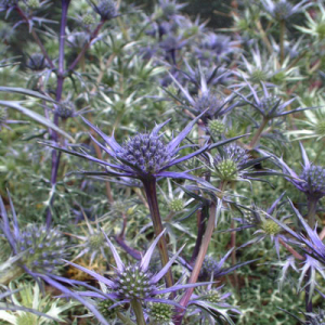 Eryngium bourgattii