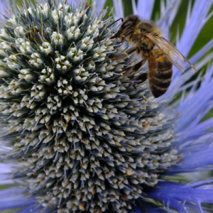 Eryngium x zabelii 'Big Blue' with honeybee