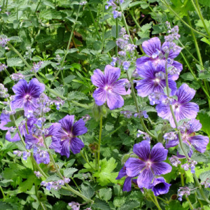 Geranium x magnificum