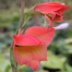 Gladiolus papilio 'David Hills'