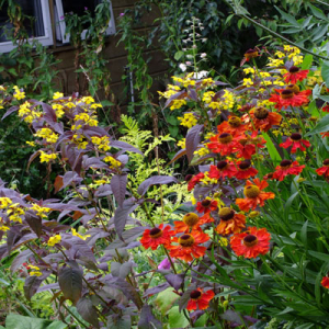 Helenium 'Moerheim Beauty' and Lysimachia ciliata 'Firecracker'