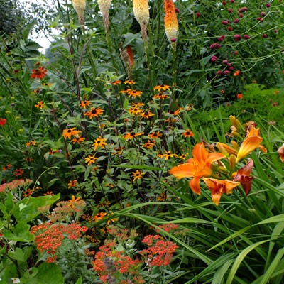 Hot Garden - Rudbeckia 'Prarie Glow', Kniphofia 'Painted Lady', Hemerocallis 'Mauna Loa', Achillea 'Walther Funcke'