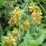Lathyrus aureus
