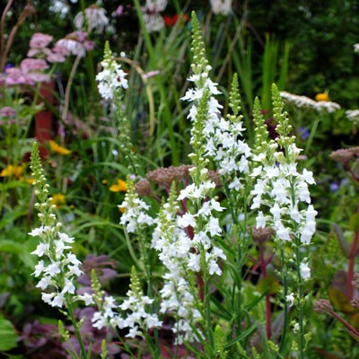 Linaria purpurea 'Springside White'