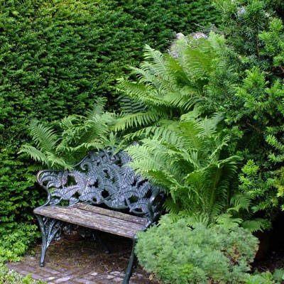 Matteuccia struthiopteris in pots with bench