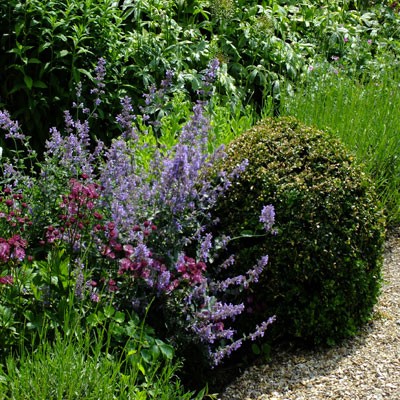 Nepeta 'Six Hills Giant' with Box and Astrantia