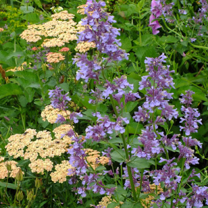Nepeta grandiflora with Achillea 'Marmalade'