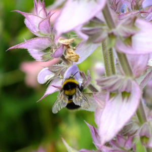 Salvia sclarea 'Turkestanica' (Clary) with bumblebee