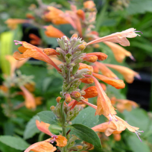 Agastache 'Summer Sunset'