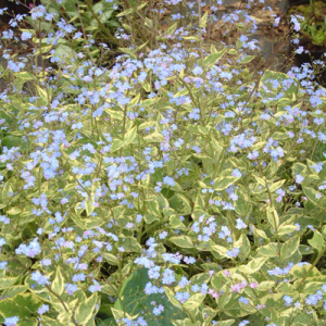 Brunnera macrophylla 'Hadspen Cream'