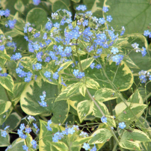 Brunnera macrophylla 'Hadspen Cream'