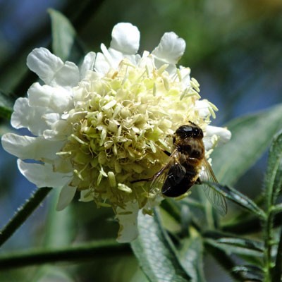 Cephalaria dipsacoides with honeybee
