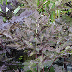 Actaea simplex 'James Compton' (Cimicifuga)