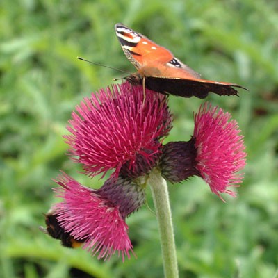 Cirsium rivulare 'Atropurpureum' with Peacock