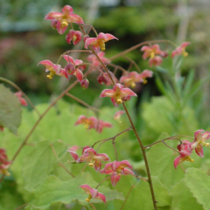 Epimedium x cantabrigiense
