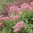 Eupatorium maculatum 'Purple Bush'