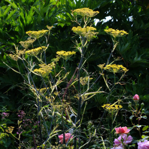 Foeniculum vulgare 'Purpureum' - Bronze Fennel