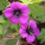 Geranium 'Ann Folkard'