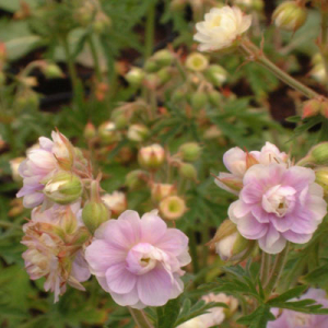 Geranium 'Summer Skies'