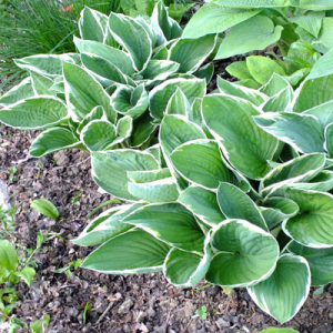 Hosta 'Francee'