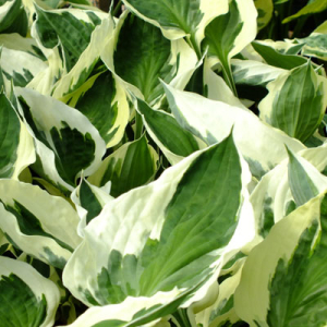 Hosta 'Minuteman'