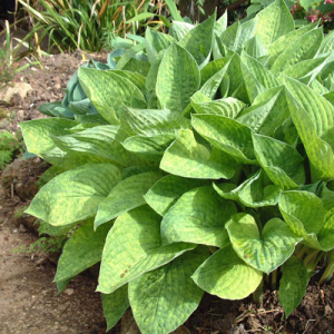 Hosta 'Nancy Lindsay'