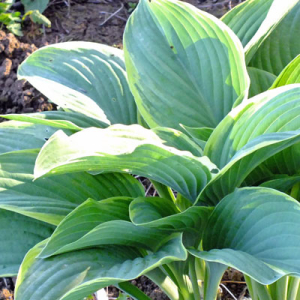 Hosta 'Regal Splendor'