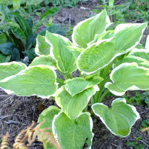 Hosta 'Shade Fanfare'