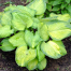 Hosta 'Stained Glass'
