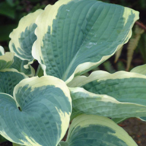 Hosta 'Northern Halo'