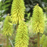 Kniphofia 'Little Elf'