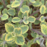 Nepeta 'Six Hills Gold'