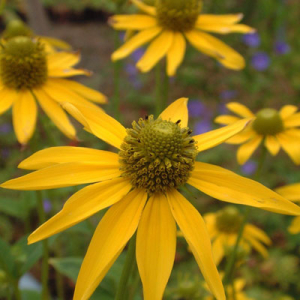 Rudbeckia paniculata